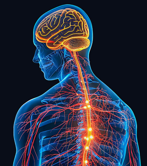 Microglia in the Brain